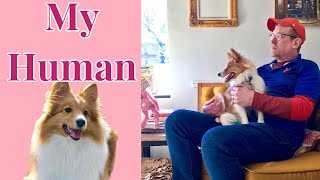 My Human - by a Shetland Sheepdog by Dog & The city 1,084 views 2 years ago 3 minutes, 8 seconds