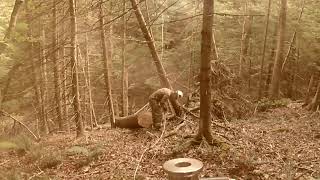 First Uphill Pull with New Hydraulic Log Skidding Winch #woodlandmills