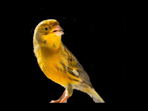 Videó: Minden kanári gyönyörűen énekel?
