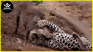 15 Incredible Moments Leopard Hunting Prey With Amazing Skill  | Wildlife Animals