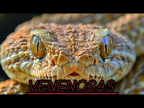 TOP 10 SERPIENTES
