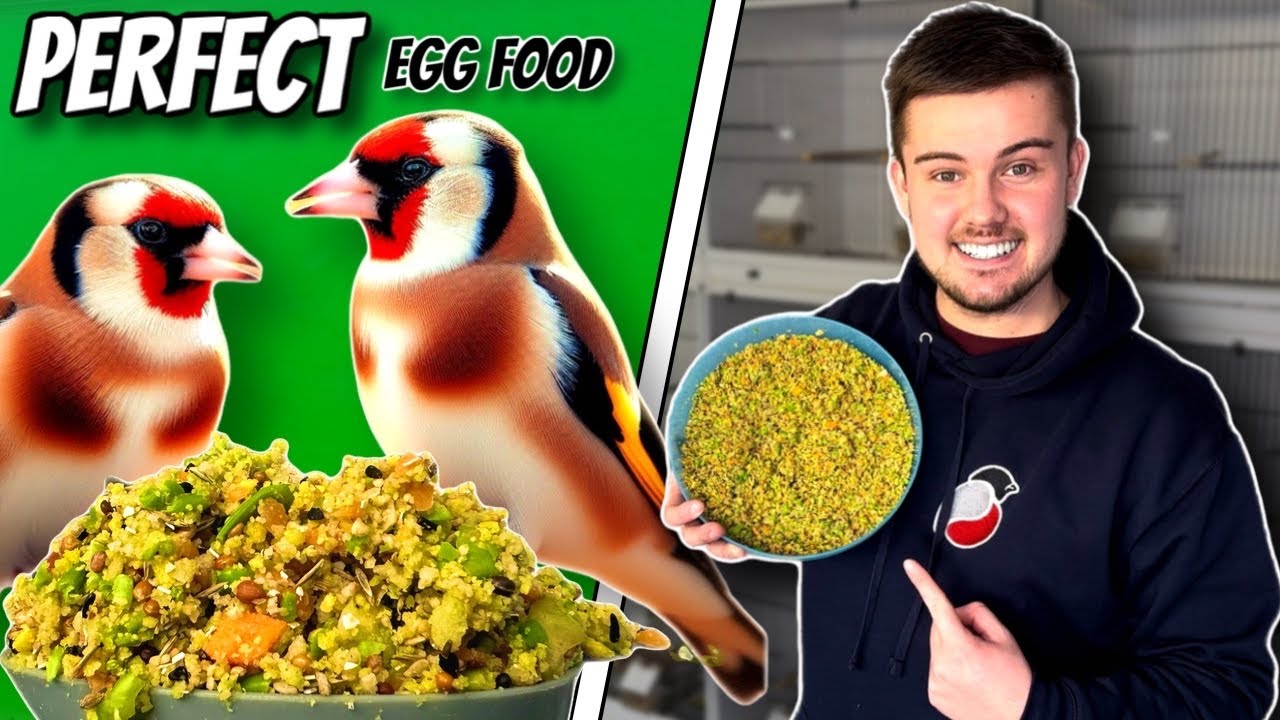 How to make the BEST Egg Food for birds Finches & Canaries YouTube