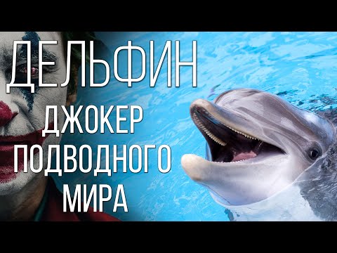 DOLPHINS: the "Dark" side of bottlenose dolphins. Why are SHARKS afraid of dolphins?