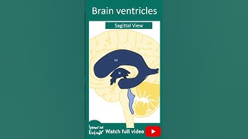 Brain ventricles in 1 minutes | 1 minute neuroscience