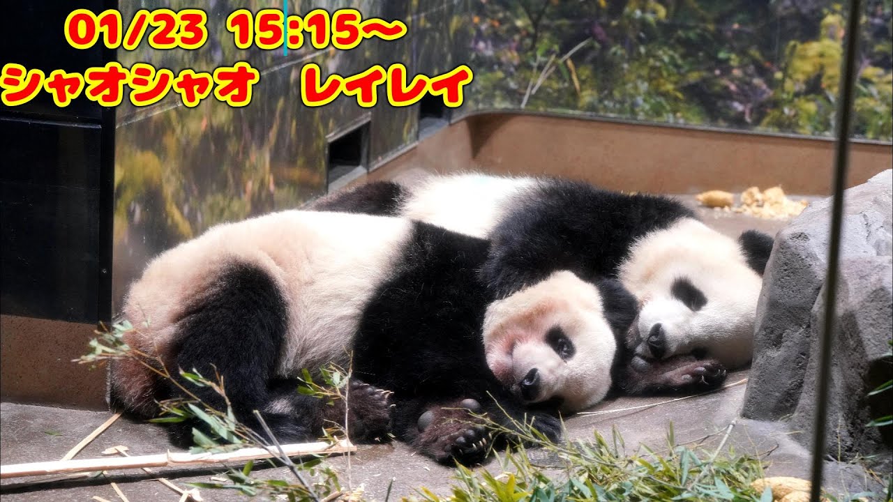 シャオシャオ&レイレイおはなし Amazon.co.jp: ありがとう シャオシャオ レイレイ～上野動物園とパンダ
