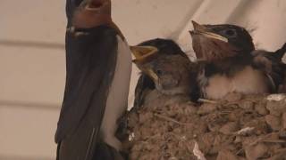ツバメの巣にスズメの子（The ugly baby swallow?） - YouTube