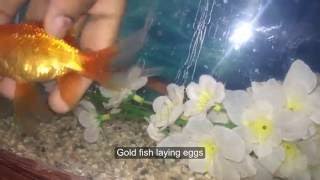 Aquarium Goldfish Breeding/ Goldfisg laying eggs/Hand breeding goldfish