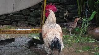 Nepali local Chicken