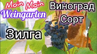 Виноград Зилга. Zilga