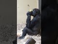 Pepe Playing With His Teething Toy Zookrefeld Gorilla Pepe
