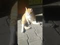 King Cat gato rey王様猫王猫