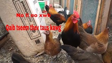 Mus pub qhauv thiab pub snow rau qaib noj