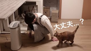 【感動DIY】泣いているとそっと側に居てくれる猫