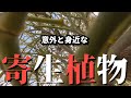 大量繁殖する寄生植物の中に潜入【寄生木】
