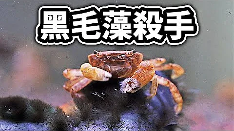 黑毛藻4小时被吃光，不为人知的黑毛藻克星！ - 天天要闻