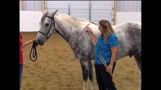 Conformation as it Relates to Gait Part II