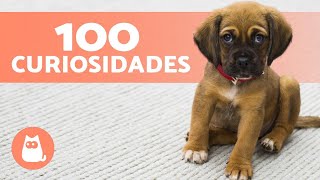 100 CURIOSIDADES sobre CACHORROS que vão te surpreender