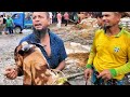 সাদেক এগ্রোর সেই ভাইরাল খাসির মতো দেখতে হুবহু! #goat #qurbanvlogs #cattlemarket 