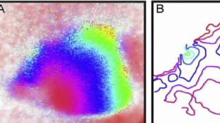 Fluorescent mapping of mouse brain reveals how visual neurons help rodents navigate a maze