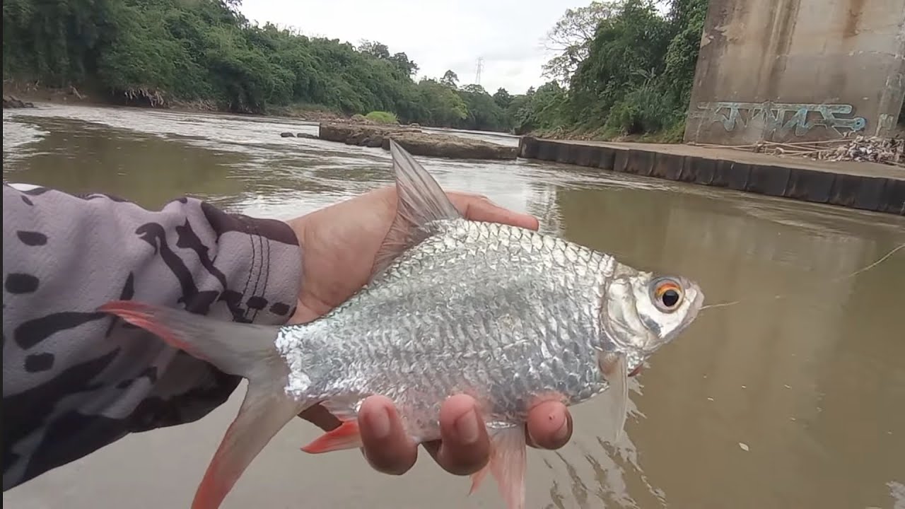 PERTAMA KALI MENYEBRANG SPOT TAWES VIRAL CISADANE SERPONG ‼️