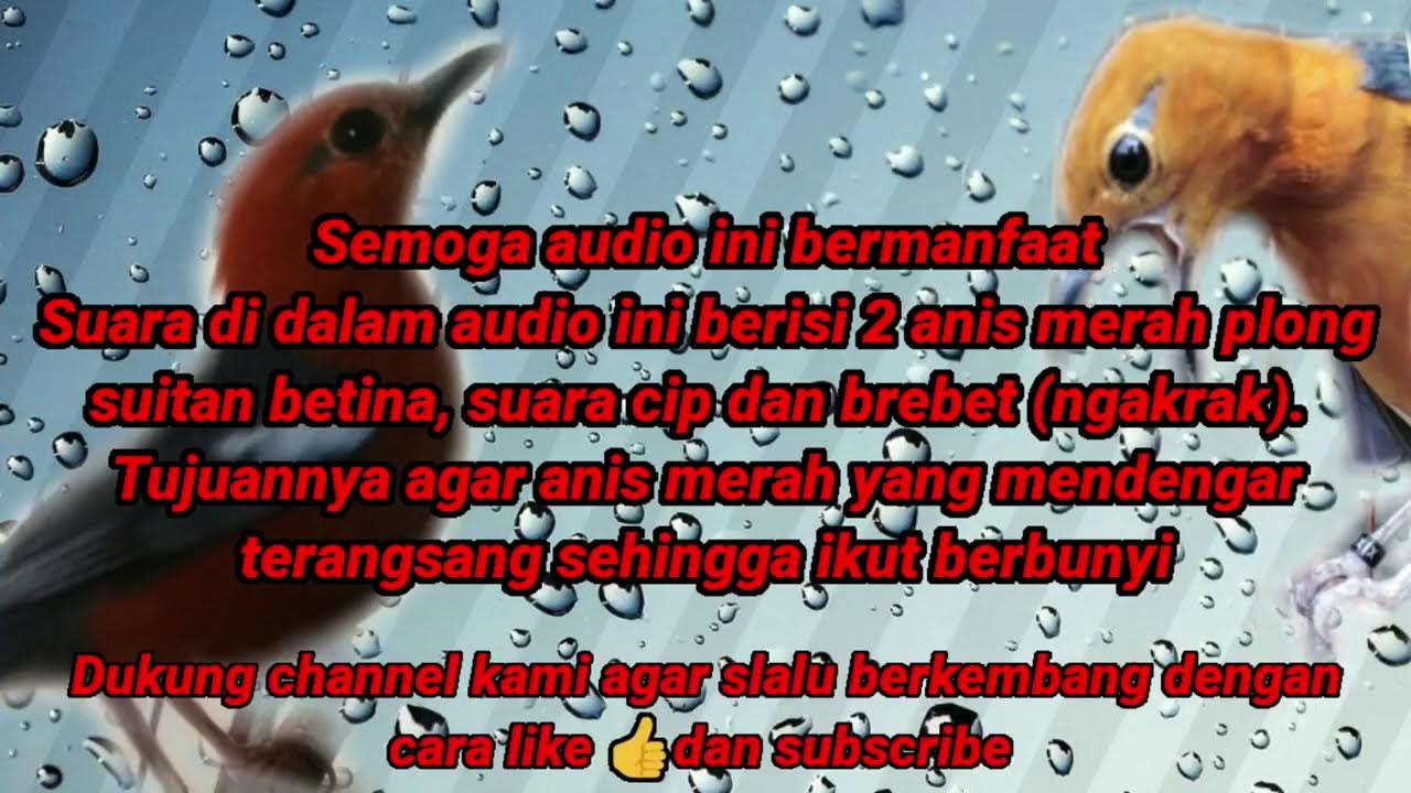 TERAPI ANIS MERAH MALAM HARI, RANGSANGAN BUNYI ANIS MERAH