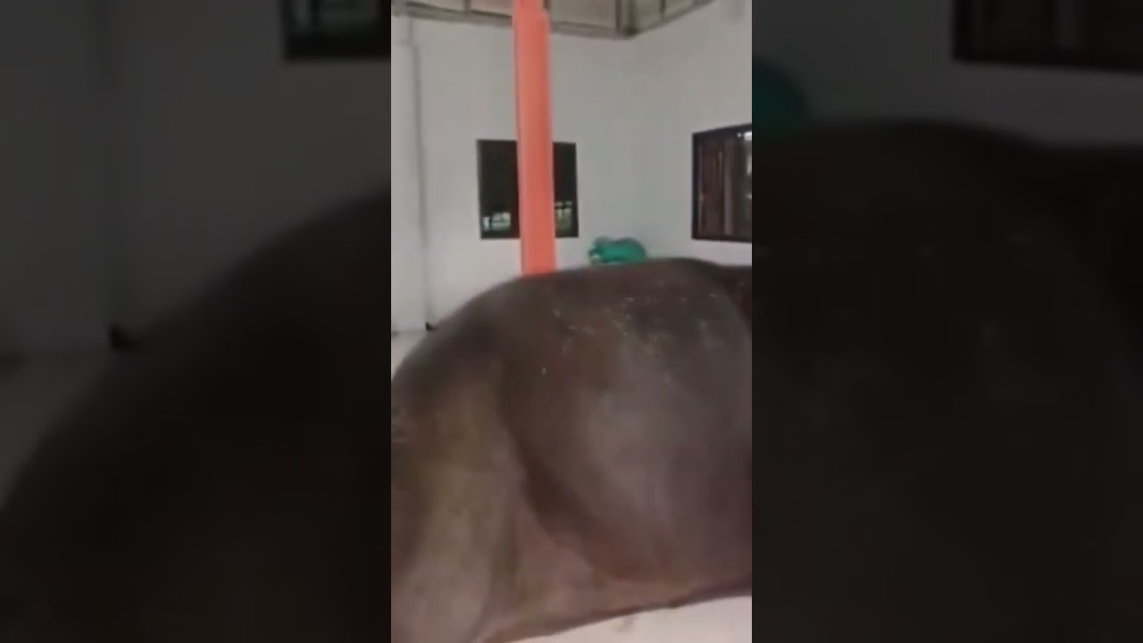 Elephant emotion for the owner, thanks to unknown