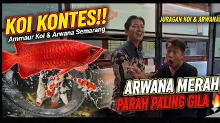 SOWAN KE AMMAUR KOI & ARWANA! Pusatnya Super Red Jumbo & Koi Berkualitas Milik Pak Dosen Semarang! 