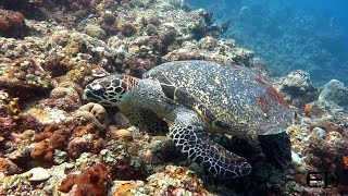 Download Lagu Diving Amed - Drop off MP3