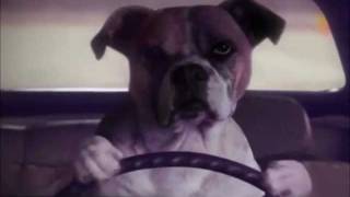 Do dogs chase cats while listening to Guile's Theme? - GEICO Commercial