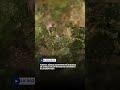 Fuerza Aérea mantiene búsqueda de cinco ocupantes de avioneta accidentada