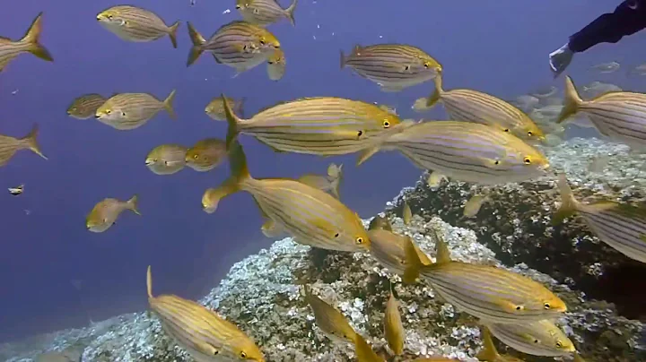 Relaxing and Peaceful Instrumental Music