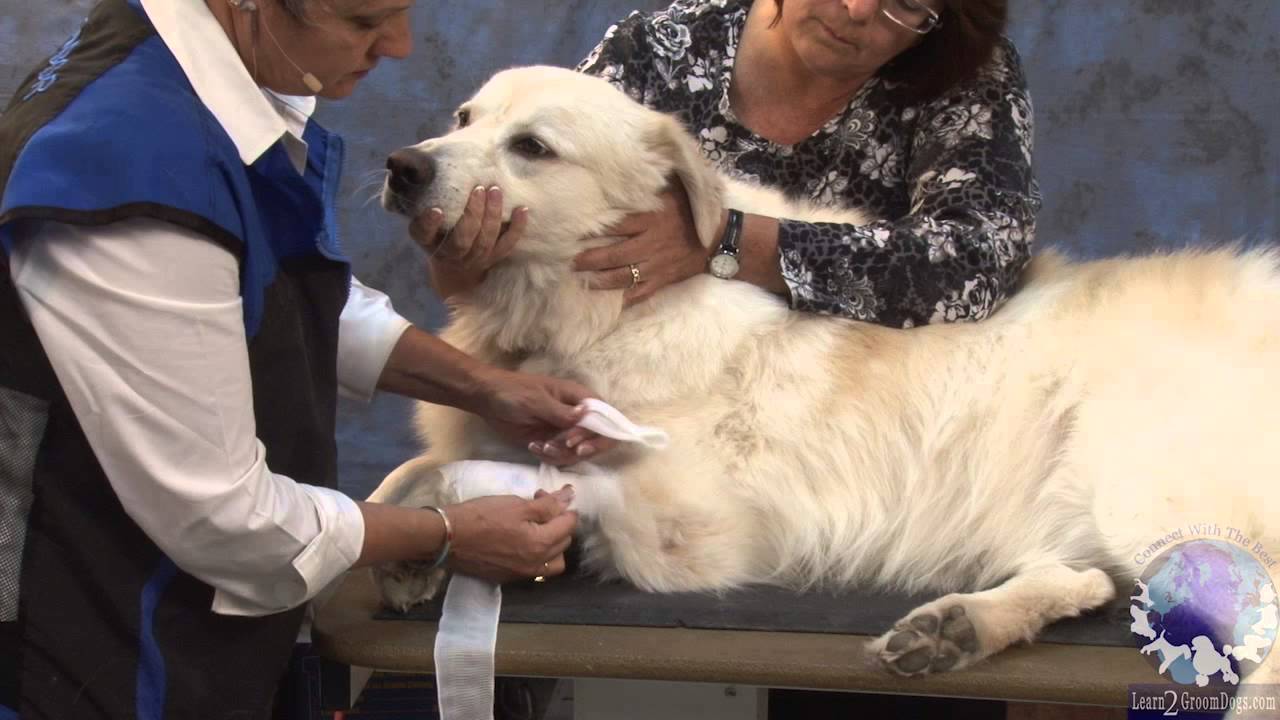 Basic First Aid for Pet Groomers with Judy Hudson NCMG YouTube