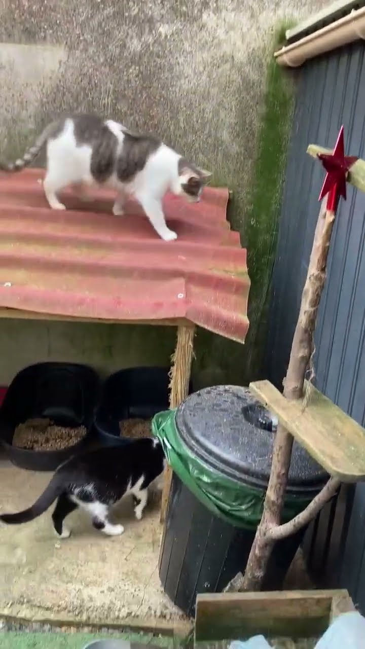 Funny  cats