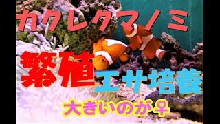 カクレクマノミを繁殖させてみた♪  クマノミ稚魚のエサ   プランクトン自家培養    クマノミ夫婦12年の長期飼育
