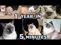 Kitten to Cat "Time Lapse" 1 Year in 5 Minutes.