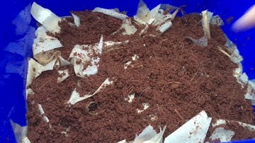 DIY Worm Composting Bin Part 2