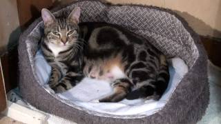 Sparta giving birth to 6 kittens by SpartaTheCat 22,048,135 views 13 years ago 9 minutes, 36 seconds