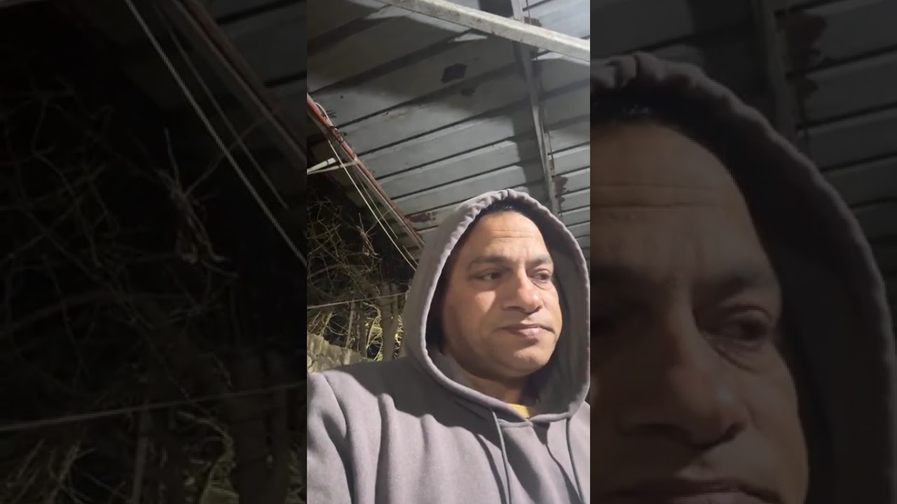 ادفع ٥ الاف واستلم عجلات هولشتاين وسمنتال رواخي بالتقسيط على ٥ سنوات