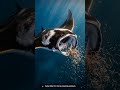 Manta Ray vs Memory — The Ocean's Calculated Predator