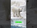 O urso polar não é BRANCO! 😳