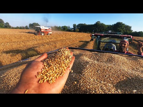 Video: Tahılları elle nasıl hasat edersiniz?