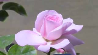 Time lapse rose flower opening screenshot 4