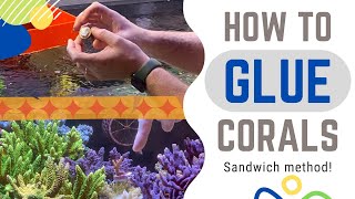 How I glue corals to my rock - sandwich method!