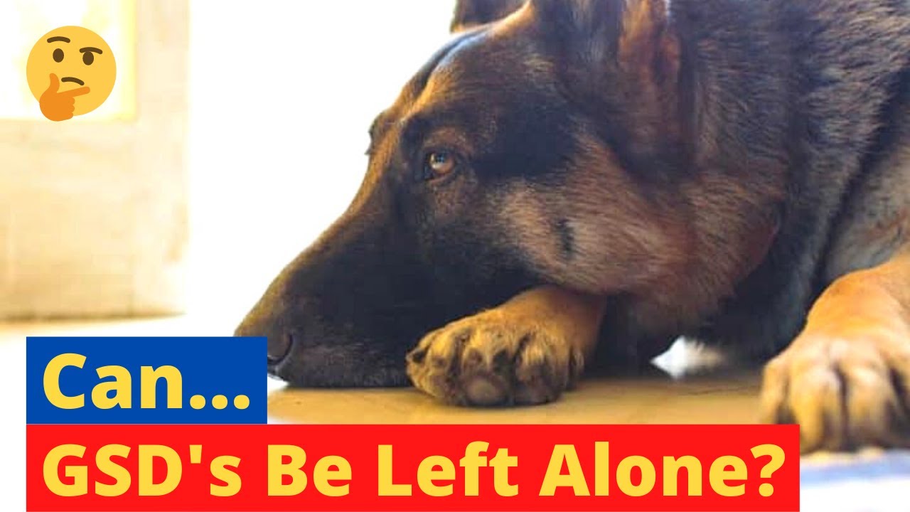 How Long Can German Shepherds Be Left Alone At Home YouTube how-long-can-german-shepherds-be-left-alone-at-home-youtube