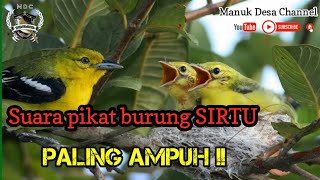 Suara Pikat Paling AMPUH !! burung SIRTU BETINA dan SIRTU ANAKAN