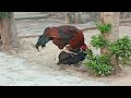 Rooster mating video 280