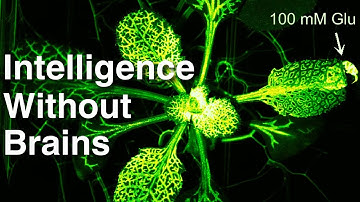 Intelligence Without Brains | The New Science of Plant Consciousness