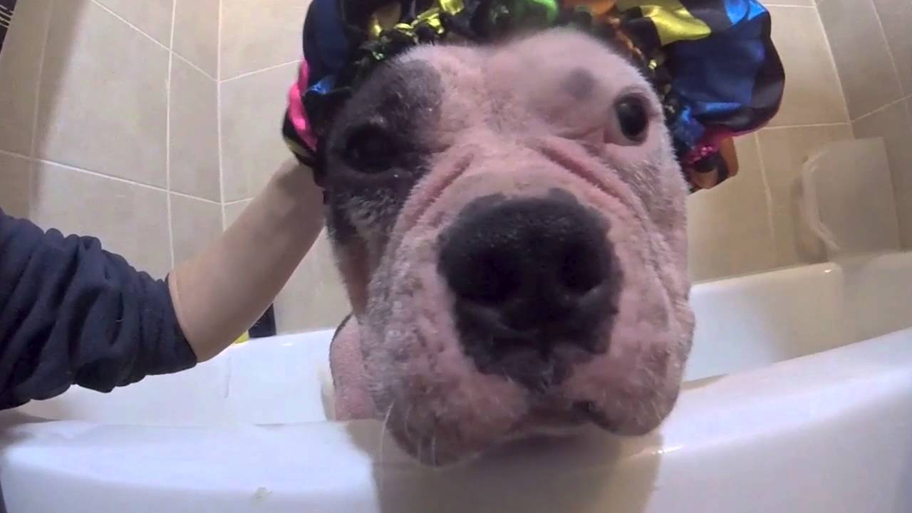 Splish Splash I Was Taking A Bath Meme