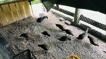 Gà Rừng Rặc Và Bầy Mái F1 Mới Bắt Được Của Kênh Núi Rừng Tv Xem Là Mê