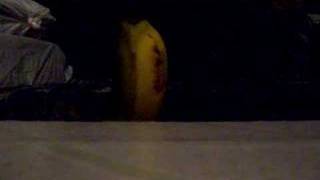 shit pickle 1